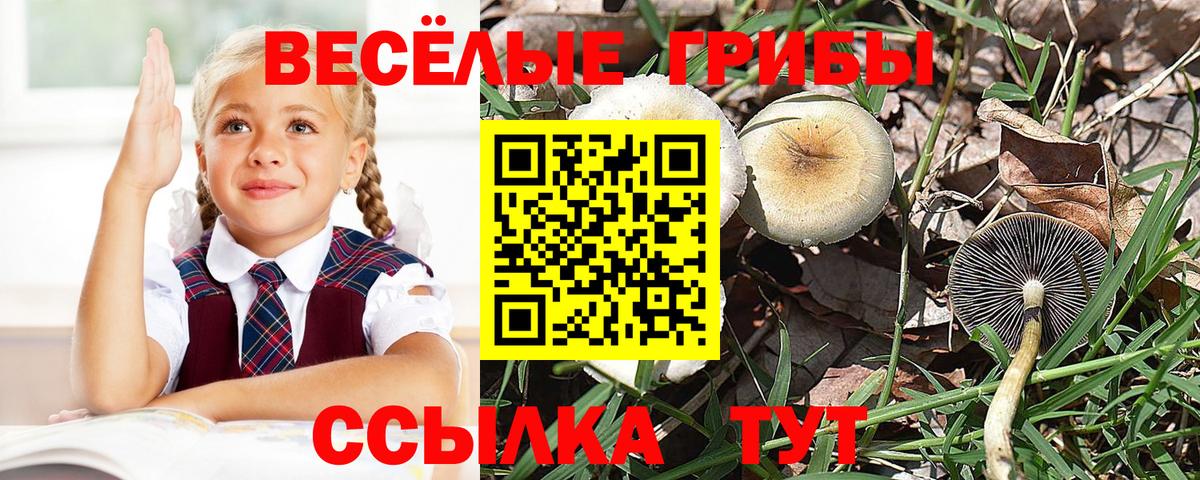 Псилоцибиновые грибы прущие грибы  как найти   Вход с VPN  Маркс  Псилоцибиновые грибы GOLDEN TEACHER 